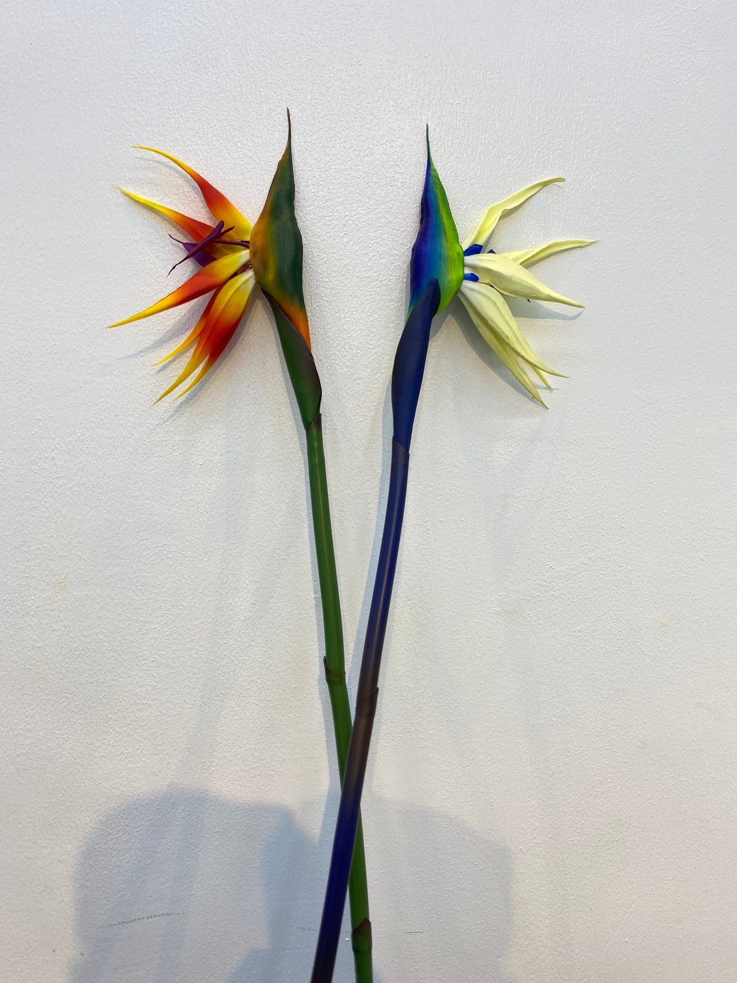 Bird of Paradise Stem