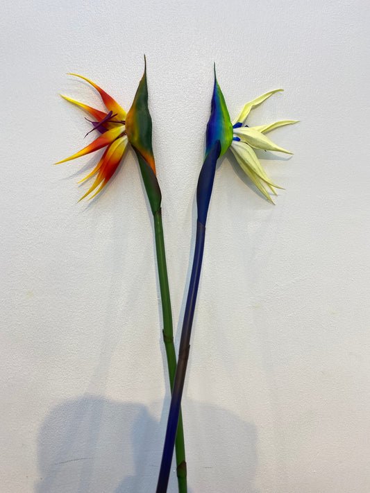 Bird of Paradise Stem