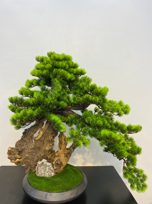 80cm Artificial Bonsai Pine Tree In Driftwood Pot