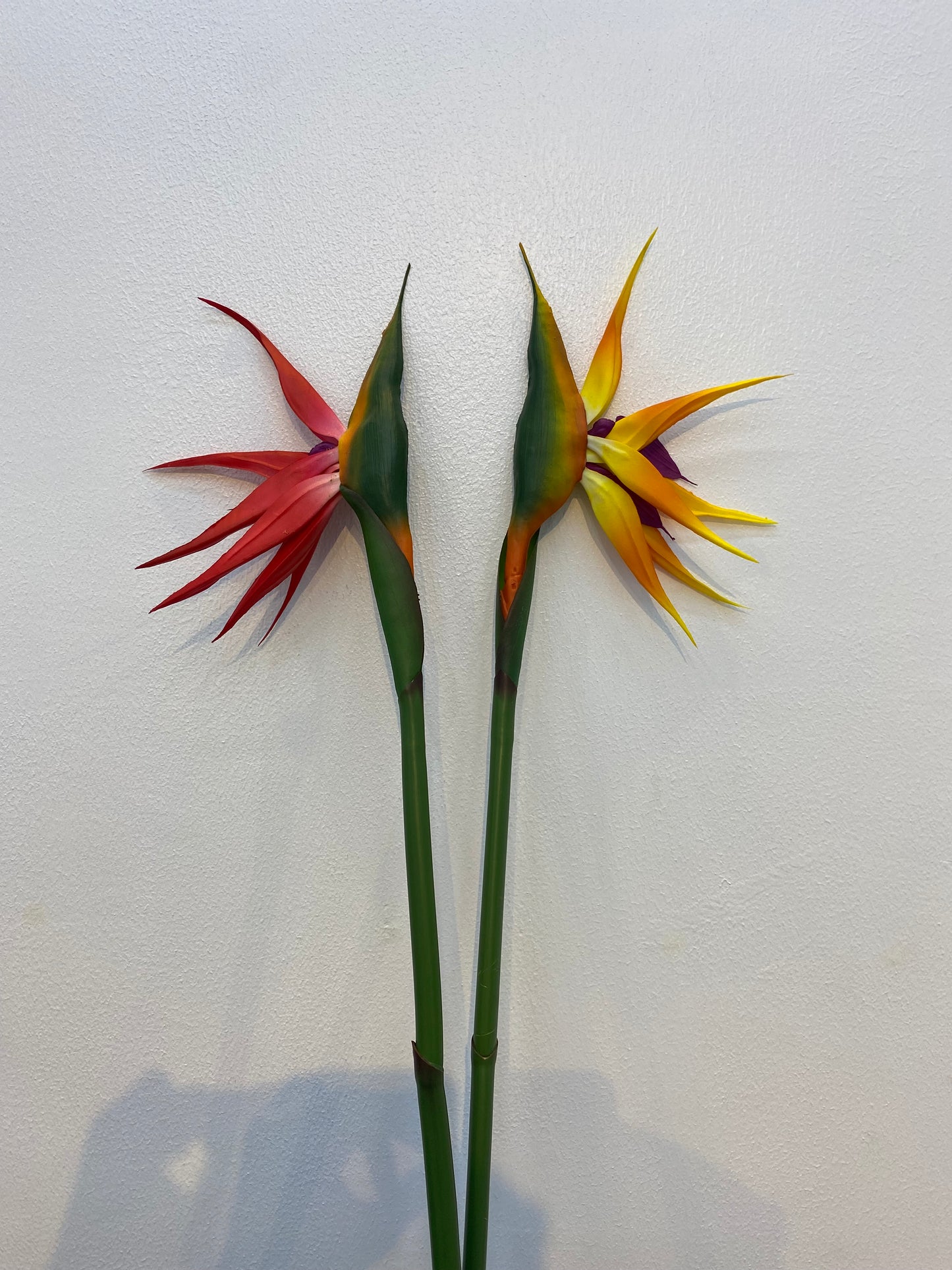 Bird of Paradise Stem