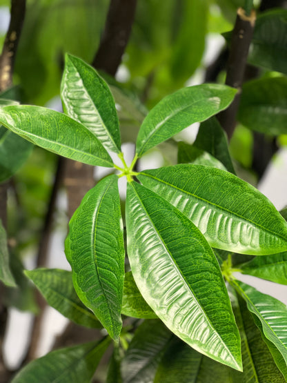 Artificial Money Tree