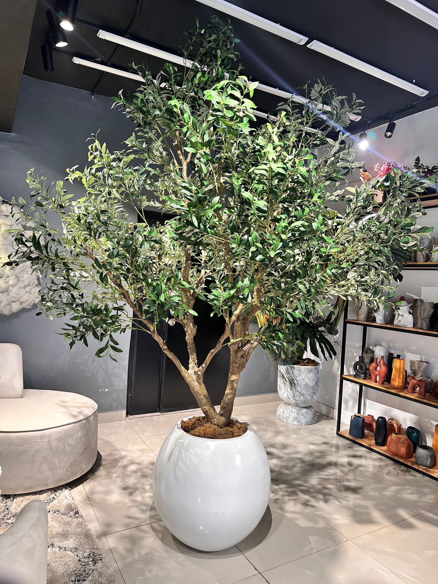 Olive Tree