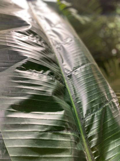 260cm Butterfly Banana Artificial Plant